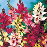 ����� �����