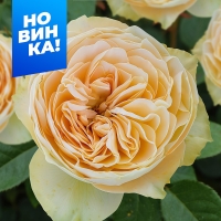 �������x