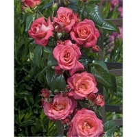 rose-despot-w800-h800