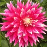 ���� ����