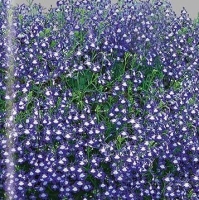 �������������������������������