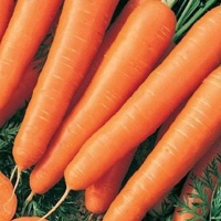 �������-������������