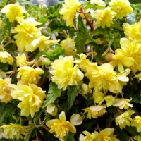 Begonia-Pendula-Geel