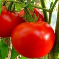 ����� ������������� 5 95