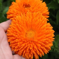 ��������� �����