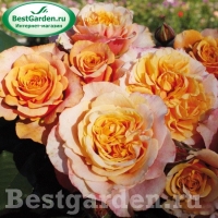 rose_orange_strauchrose_la-villa-cotta_kordes_06