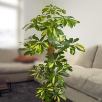 �������� �����������