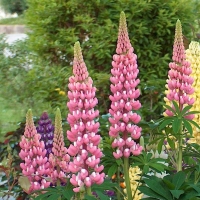 ����� ��������