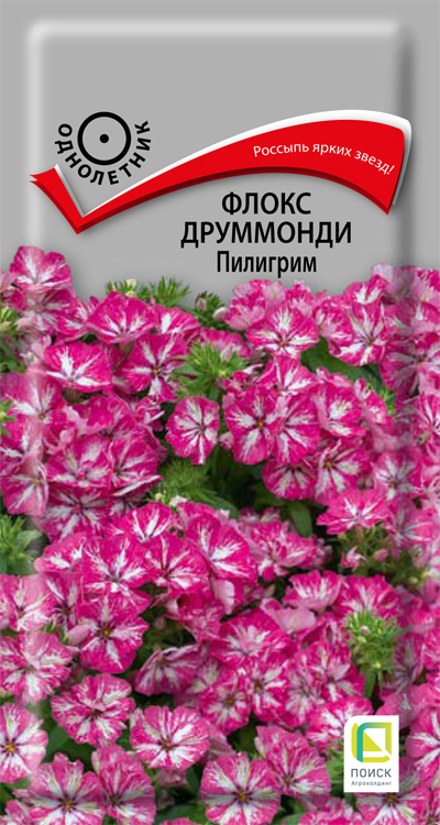 floks_drummonda_piligrim