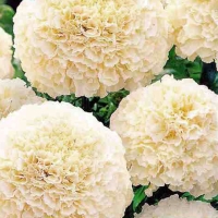 ��������-(�������)-������������