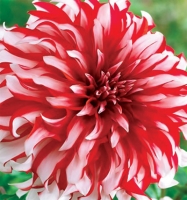 f1_85d1c9cb-449a-4541-9b42-89863fa13076