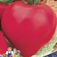 ����� ��������