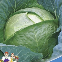 kapusta-belokochannaya-chudo-na-zasol-f1