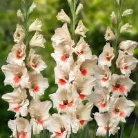 ��������� ����