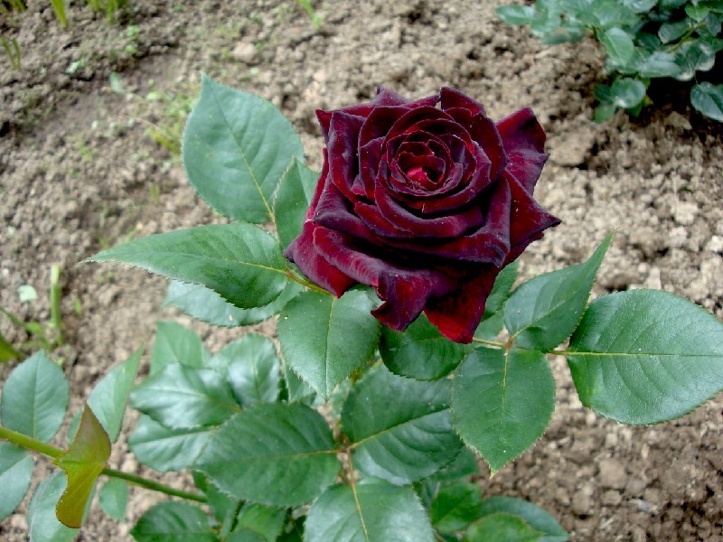 f1_88297793-35c9-4167-81bc-949723e9d8b5