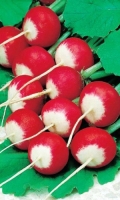 redis-rozovo-krasnyy-s-belym-konchikom