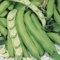 ���� ������� �����������