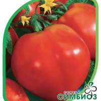 ������ ������������