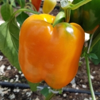 �������������������������������