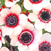 ������� �������� �������