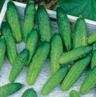 �������������������������������