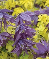 ������� ����