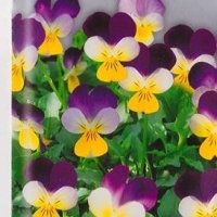 �������������������������������