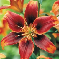 f1_6487b98e-7933-4407-813d-d0791a318c1f