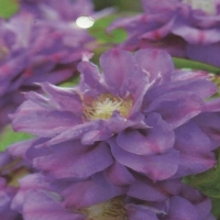 �������� ����