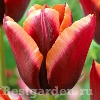 Tulipa-Slawa