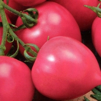 ��� ��������