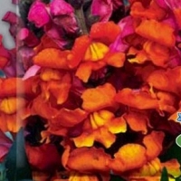 �������������������������������