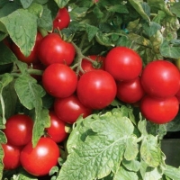 ����� ������� �������