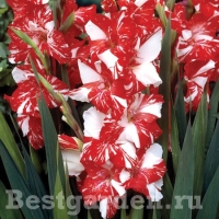Gladiolus