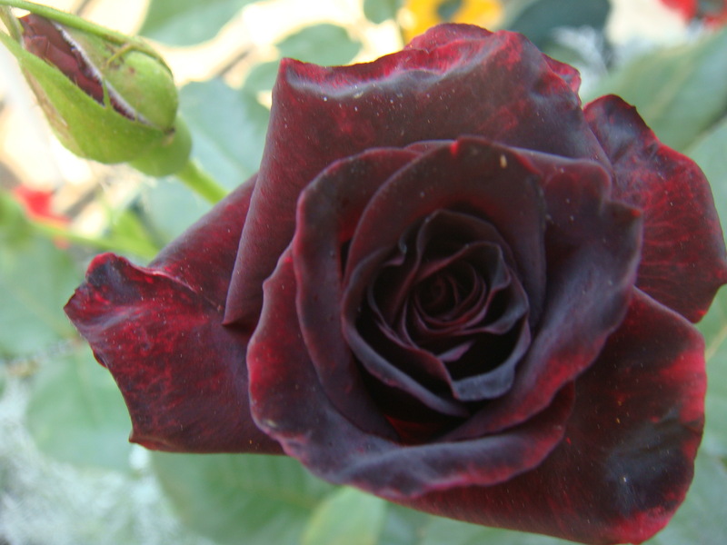 f1_856eca29-3f16-471e-86b6-3c1920053dc9