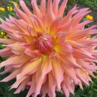 �������� ������������ ����� �����