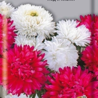 ����� ��������� ˸� � �����