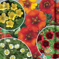 �������� ����