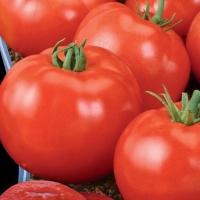 tomat-krupnoplodnyy-kistevogo-tipa-dlya-zakrytogo-grunta-krasnym-krasno-f1