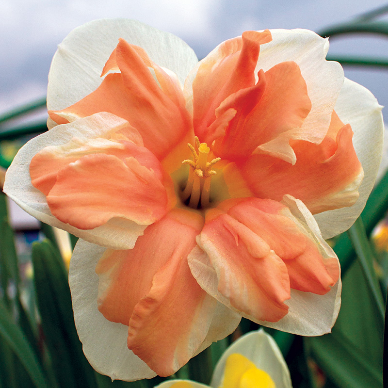 �������-�����-������-�������-���-(Apricot-Whirl)_1_2