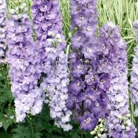 ���������� ������� ������ �������� �������� ���� ��