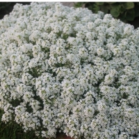 ����� ����