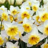 Narcissus-Ice-Follies