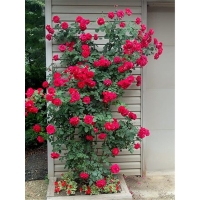 rose-calonetta-w800-h800