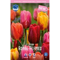 miks-tyulpanov-royal-flamens-1-w800-h800