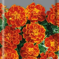 �������� ������� �������