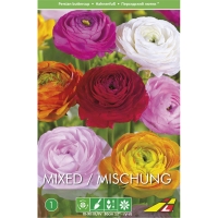 ranunkulyus-aviv-upakovka-mini-w800-h800