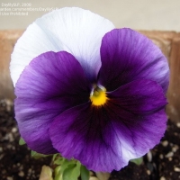 ������� ������ ���� ����������