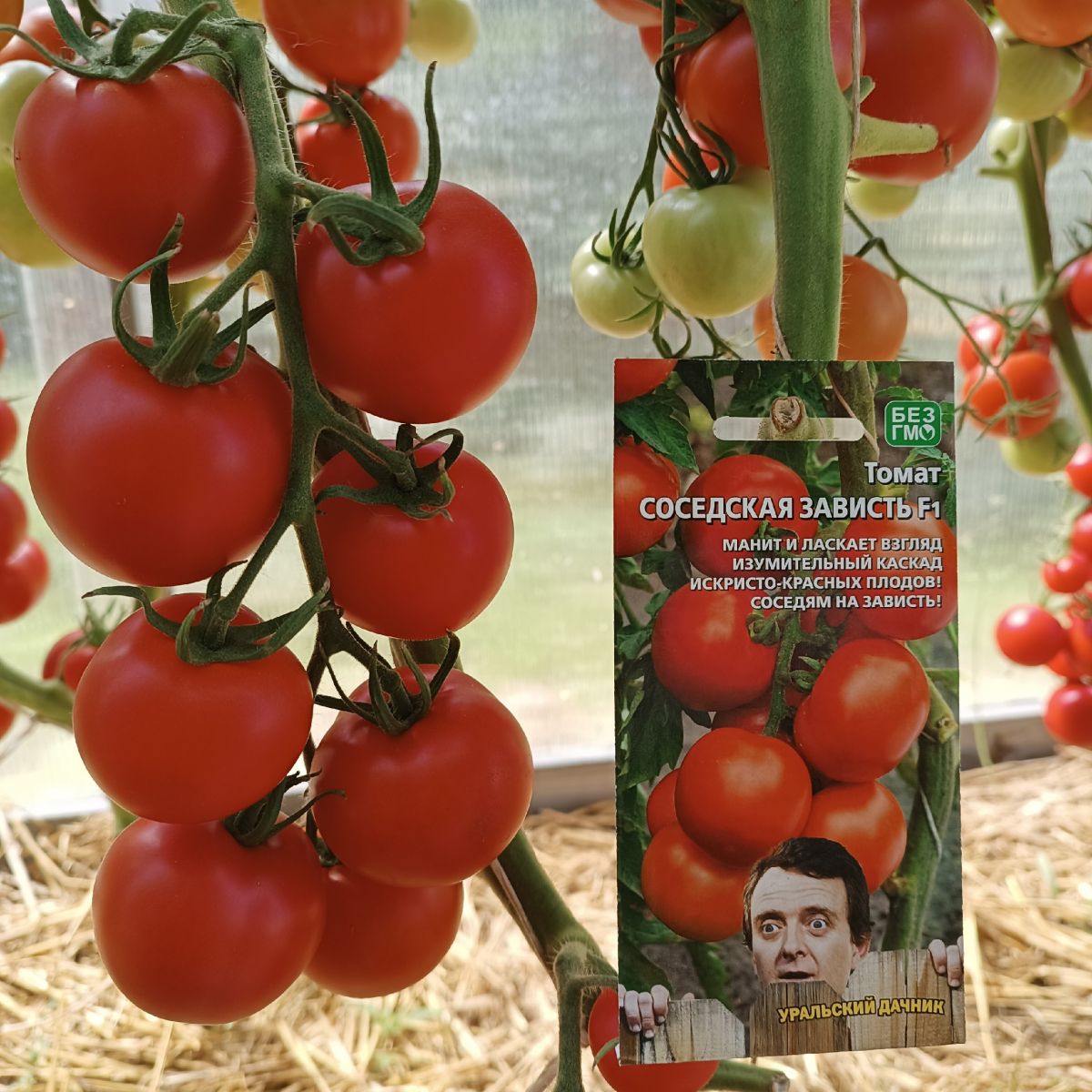 tomat-sosedskaya-zavist-f1_233101240291