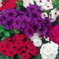 �������������������������������